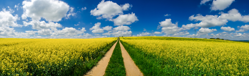 Bild-Nr: 10945675 Rapsfeld im Frühling Panorama Erstellt von: Jean Claude Castor