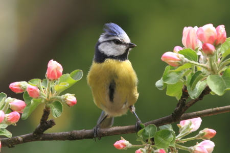 Bild-Nr: 10946279 Blaumeise mit Apfelblüte Erstellt von: Uwe Fuchs