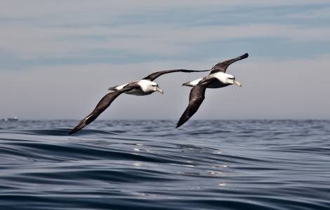 Bild-Nr: 10946559 Formations Flug Erstellt von: ollyw