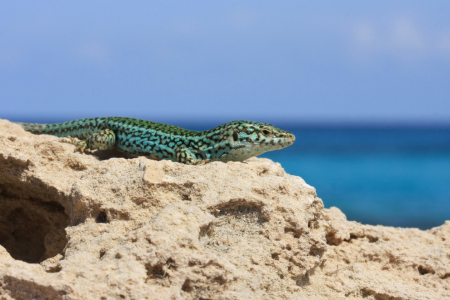 Bild-Nr: 10946799 Leo beim Strandausflug Erstellt von: nicoleblick