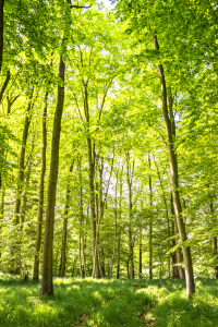 Bild-Nr: 10947131 Frühlingstag im Laubwald Erstellt von: ReichderNatur