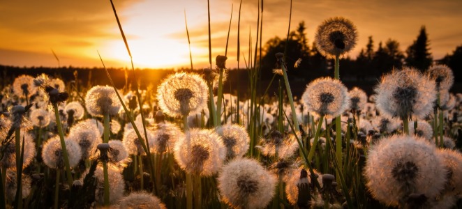 Bild-Nr: 10947297 Pusteblumenwiese Erstellt von: TomKli