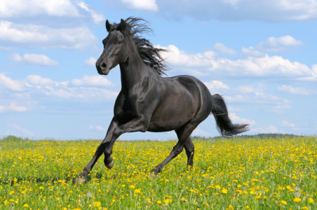 Bild-Nr: 10947473 Paso Fino Stute Erstellt von: Manfred Grebler