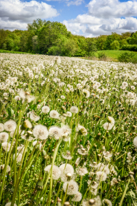 Bild-Nr: 10950429 Pusteblumenfeld Erstellt von: hannes cmarits