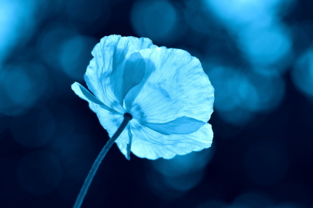 Bild-Nr: 10951277 blue poppy Erstellt von: GUGIGEI