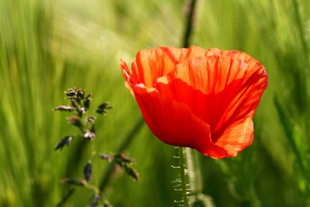 Bild-Nr: 10951609 Mohn am Feldrand Erstellt von: falconer59