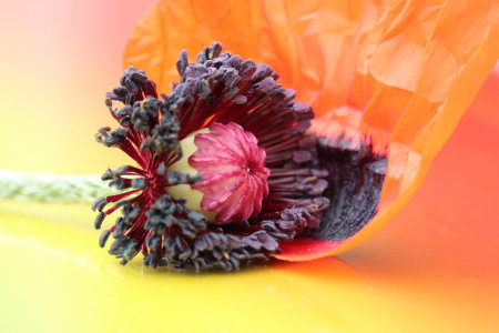 Bild-Nr: 10952371 Mohn Erstellt von: Heike  Hultsch