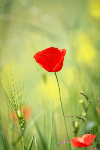 Bild-Nr: 10954549 Mohnblume im Rapsfeld Erstellt von: FotoDeHRO