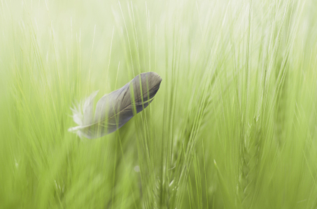 Bild-Nr: 10954563 Natur Design Vogelfeder im Kornfeld Erstellt von: Tanja Riedel