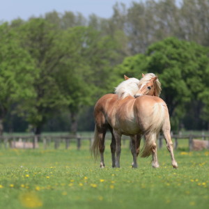 Bild-Nr: 10954567 Tierliebe Erstellt von: FotoDeHRO