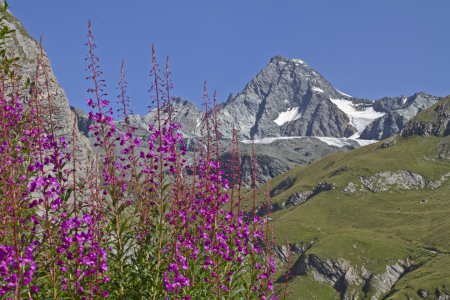 Bild-Nr: 10955595 Waldweideröschen mit Großglockner Erstellt von: EderHans