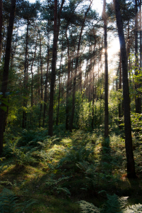 Bild-Nr: 10957391 Sonnenstrahlen im Wald Erstellt von: Gilidhor