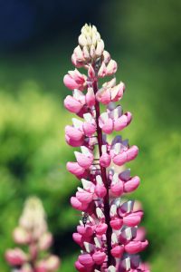 Bild-Nr: 10957833 Lupine Erstellt von: FotoDeHRO
