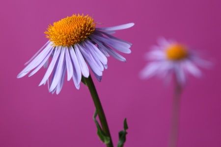 Bild-Nr: 10958179 Alpenaster   Aster alpinus Erstellt von: Renate Knapp