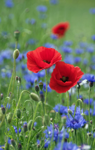 Bild-Nr: 10960179 Farbe des Mohns Erstellt von: Tanja Riedel