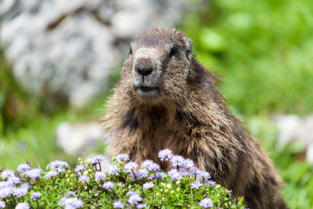 Bild-Nr: 10964731 Murmeltierschönheit Erstellt von: marasmus