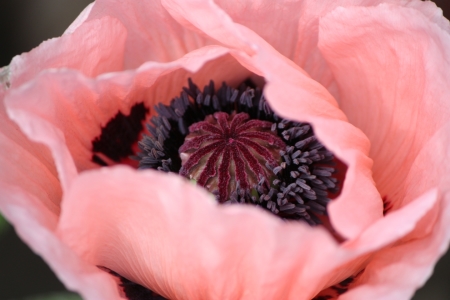 Bild-Nr: 10965027 Papaver Erstellt von: Bettina Schnittert