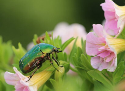 Bild-Nr: 10965273 Rosenkäfer Erstellt von: Heike Hultsch