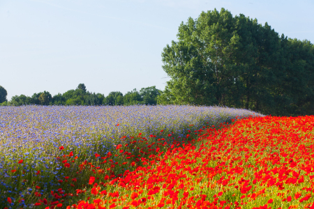 Bild-Nr: 10965459 Sommerfeld Erstellt von: FotoPUR