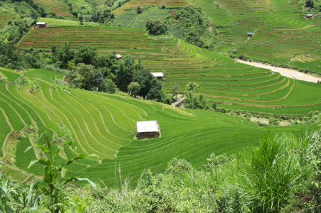 Bild-Nr: 10965851 Reisterrassen in Nordvietnam Erstellt von: danielgiesenphotography