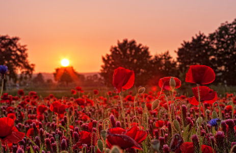 Bild-Nr: 10966319 Im Sonnenuntergang Erstellt von: Nordbilder