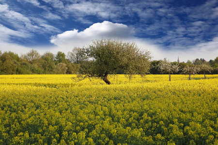 Bild-Nr: 10966477 Feld und Wiesen Erstellt von: Renate Knapp