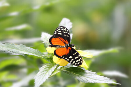 Bild-Nr: 10969456 Exotischer Schmetterling Erstellt von: Heike  Hultsch