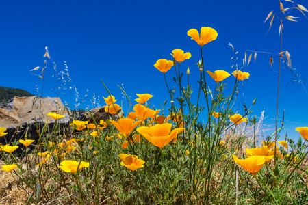 Bild-Nr: 10969670 Blumen Erstellt von: Rico Ködder