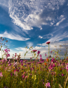 Bild-Nr: 10969808 Sommerwiese Erstellt von: TomKli