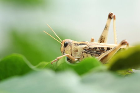 Bild-Nr: 10970088 Wanderheuschrecke Erstellt von: Heike Hultsch