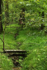 Bild-Nr: 10971076 Wilder Wald Erstellt von: Heike Hultsch