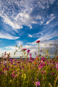 Bild-Nr: 10971538 Sommerwiese Erstellt von: TomKli