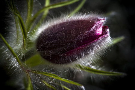 Bild-Nr: 10972160 Pulsatilla Erstellt von: fotokunst-schmelzer