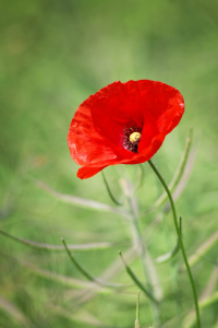 Bild-Nr: 10973818 Mohn im Raps Erstellt von: FotoDeHRO