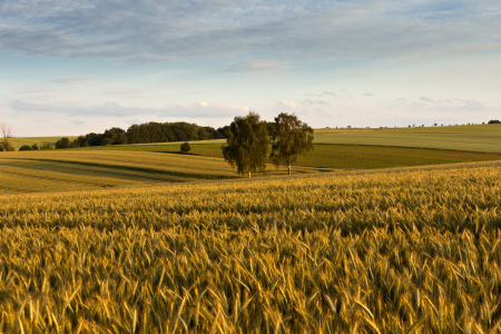 Bild-Nr: 10974440 Das Feld Erstellt von: Kay Hecker