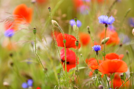 Bild-Nr: 10975246 Mohn in Gesellschaft Erstellt von: Ursula Reins