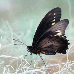 Bild-Nr: 10975654 Exotischer Schmetterling Erstellt von: Heike Hultsch