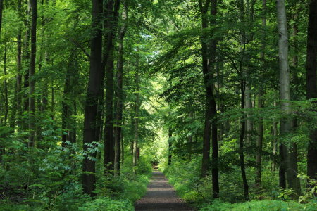 Bild-Nr: 10976422 WaldspaziergangFototapete Erstellt von: Heike Hultsch