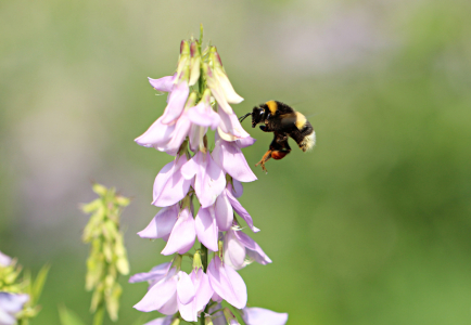 Bild-Nr: 10976966 Fleißige Hummel Erstellt von: Heike  Hultsch