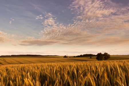 Bild-Nr: 10978500 Feldlandschaft Erstellt von: Kay Hecker