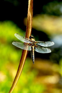 Bild-Nr: 10978684 Libelle Erstellt von: Heike  Hultsch