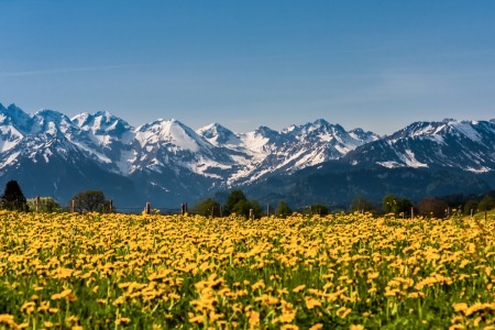 Bild-Nr: 10978702 Allgäuer Wiese Erstellt von: TomKli