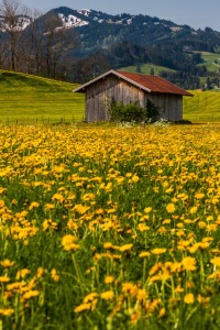 Bild-Nr: 10978750 Allgäuer Wiese Erstellt von: TomKli