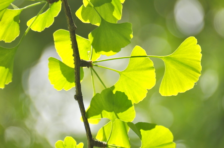 Bild-Nr: 10979022 Ginkgo Erstellt von: GUGIGEI