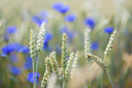 Bild-Nr: 10979040 Kornblumenblau Erstellt von: FotoDeHRO