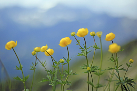 Bild-Nr: 10979914 Butterblumen Erstellt von: pldm