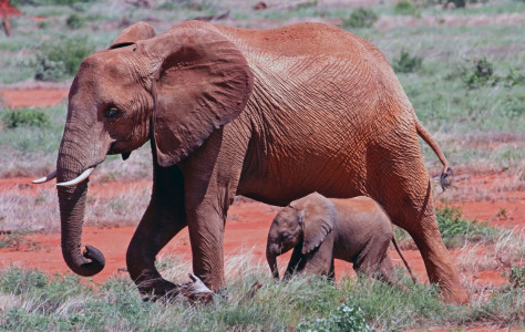 Bild-Nr: 10983630 gehende elefanten mutter mit baby.Kenia Erstellt von: xhelal kqiku