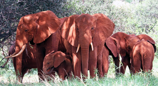 Bild-Nr: 10983632 Bilder zu elefantenherde Kenia Erstellt von: xhelal kqiku
