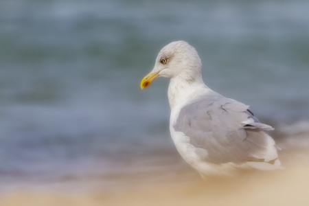 Bild-Nr: 10984602 Strandträumer Erstellt von: Daniela Beyer