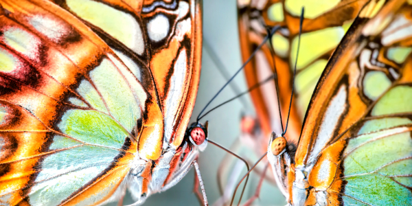 Bild-Nr: 10985932 butterfly fight Erstellt von: Jake-Playmo